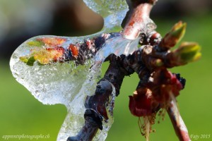 Ainsi que les feuilles de l'abricotier à peine sorties de leurs bourgeons