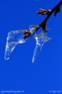 Puis durant la matinée, la glace se met à fondre