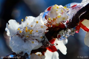 Les pistils et les fleurs sont ainsi protégés des gelées matinales