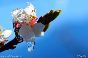 Le soleil du Valais libérant les fleurs du gel