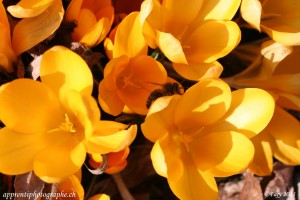 Abeille et Crocus : A la recherche du pollen