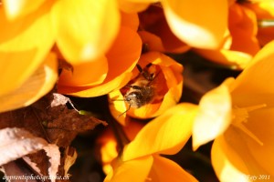 Abeille et Crocus : un peu étroite celle-ci