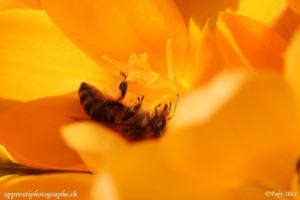 C'est le printemps : on ne bouge plus (focale F/9, 1/640 de secondes)