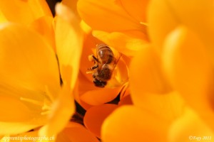 C'est le printemps : de magnifiques épaules (focale F/9, 1/640 de secondes)