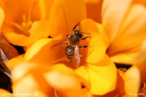 C'est le printemps : étirement des jambes (focale F/3.5, 1/2500 de secondes)