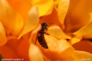 C'est le printemps : petit coup d'oeil complice (focale F/2.8, 1/4000 de secondes)