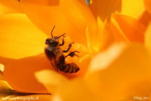 C'est le printemps : allez, on s'accroche (focale F/9, 1/640 de secondes)