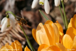 C'est le printemps : arrivée de Mme l'Abeille sur le lieu du shooting