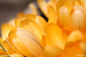 Champ de crocus