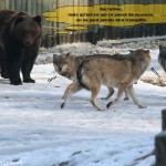 Roman photo - L'ours et les loups 1