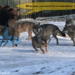 L'ours et les loups 2