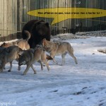 L'ours et les loups 3