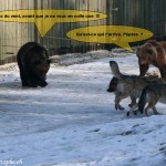 L'ours et les loups 4
