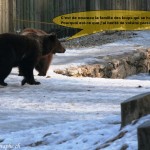L'ours et les loups 5