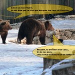 L'ours et les loups 6
