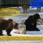 L'ours et les loups 7