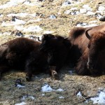 Juraparc, Mont d'Orzeires, les bisons