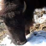 Juraparc, Mont d'Orzeires, les bisons Juraparc, Mont d'Orzeires, les bisons