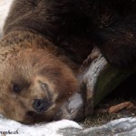 Juraparc, Mont d'Orzeires, les ours