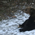 Juraparc, Mont d'Orzeires, les ours