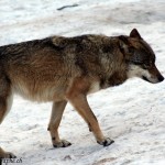 Juraparc, Mont d'Orzeires, les loups