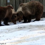 Juraparc, Mont d'Orzeires, les ours