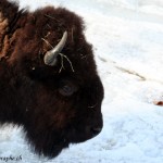 Juraparc, Mont d'Orzeires, les bisons