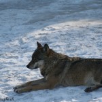 Juraparc, Mont d'Orzeires, les loups