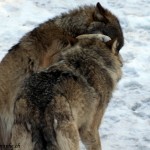 Juraparc, Mont d'Orzeires, les loups Juraparc, Mont d'Orzeires, les loups