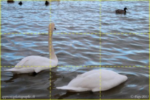 Die Drittelregel - Schwäne am Ufer des Neuenburgersees