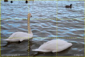 La Règle des tiers - cygnes au bord du lac de Neuchâtel