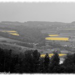 Champs de colza par monts et par vaux