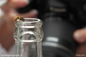 Vespula vulgaris attirée par du cola