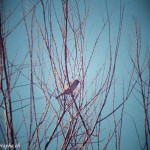 Oiseau lomographié