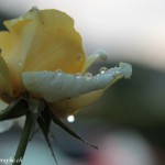 Perles d'eau de rose