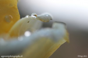 Une perle d'eau en équilibre parfait sur une pétale de rose