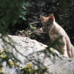Louveteau à l'affut