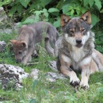Un louveteau près de sa mère