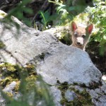 D'un naturel très curieux