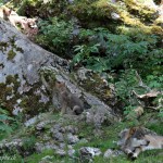 La famille Loup au repos
