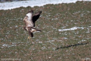 La Buse s'élève au-dessus du champ