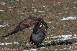 Cette Buse a été baguée, on distingue la bague sur la patte droite