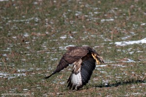 La buse variable a un plumage allant du brun-noir au blanchâtre, d'où son nom