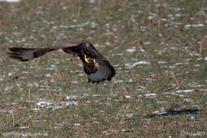 La buse variable peut atteindre une envergure de 130cm