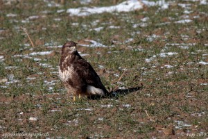 Une buse variable sur les hauts de Lucens