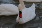 Mais parfois ce n est pas le morceau de pain espéré que le cygne récupère