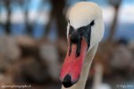 Toute la fierté de ce magnifique oiseau dans le portrait de ce cygne