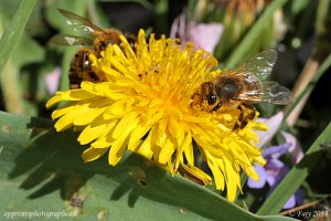 La récolte du pollen, un travail collectif