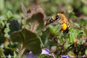 Une abeille chargée de pollen sous son abdomen