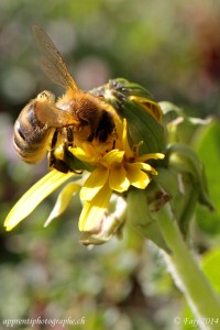 Les boutons de pissenlit à peine ouverts n'échappe pas à la quête de l'abeille